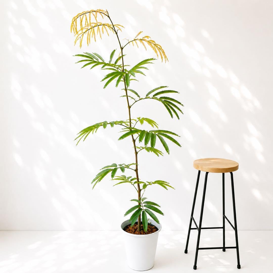 Amazon｜エバーフレッシュ 7号135cm 観葉植物 大型 室内 calmcafe